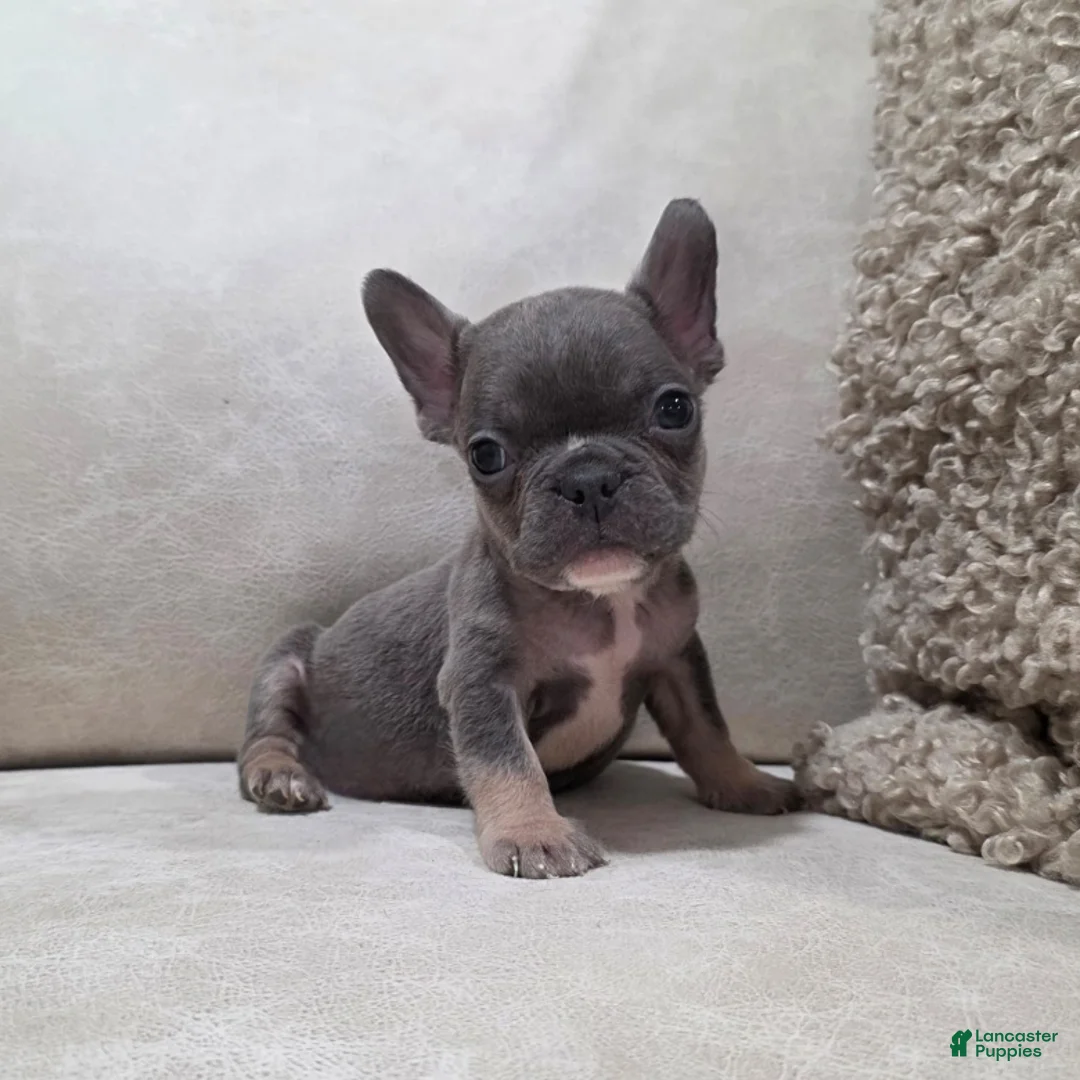 French Bulldog dogs for sale: Felix - Ad 2