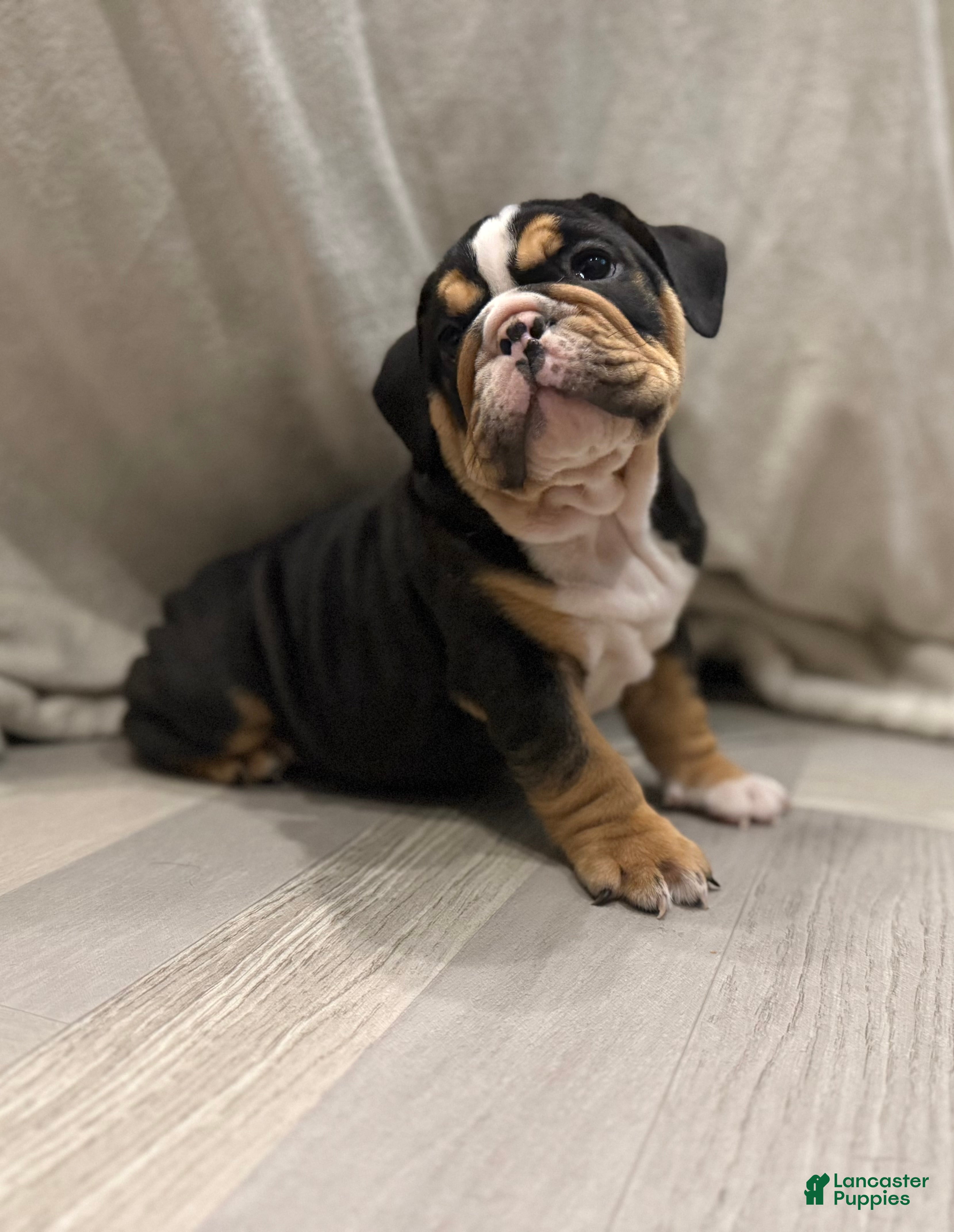 English Bulldog dogs Comet - Ad 39