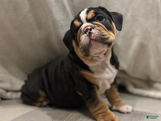 English Bulldog dogs Comet - Ad 20