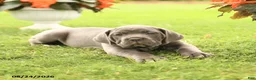 Cane Corso dogs for sale: Dessa - Ad 4