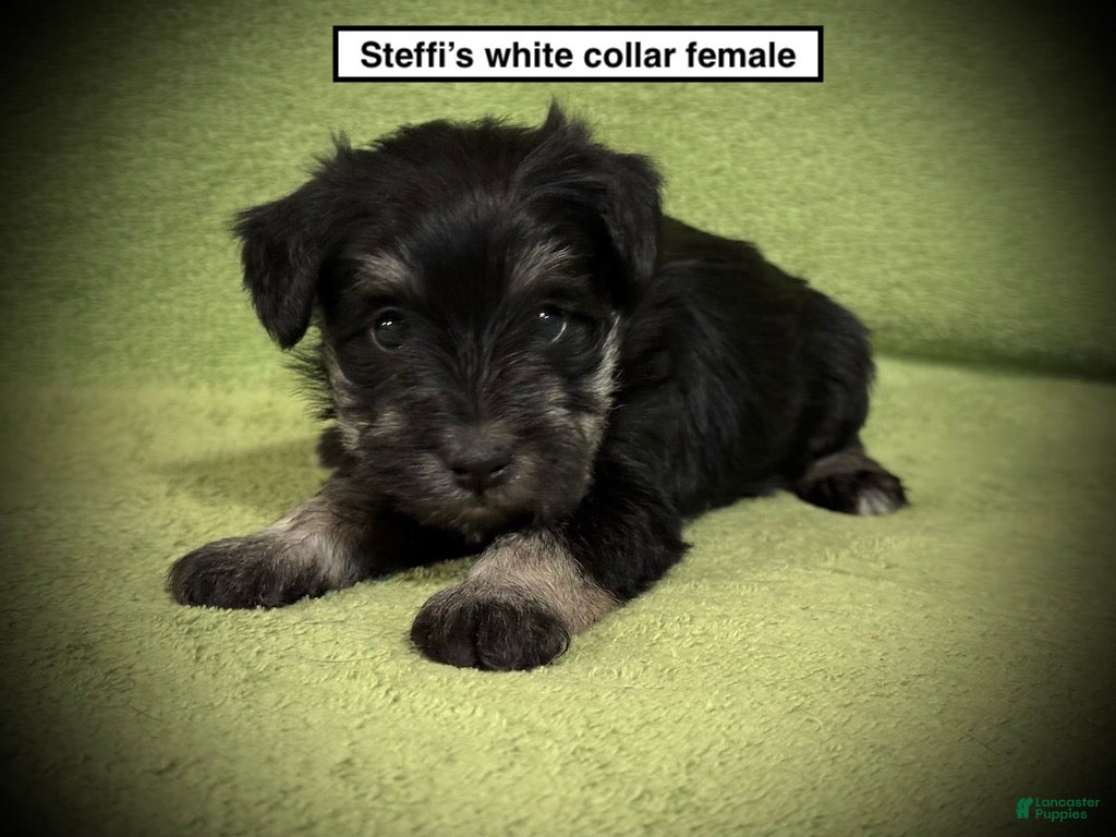 Miniature Schnauzer dogs AKC Steffi's White Collar Female - Ad 5