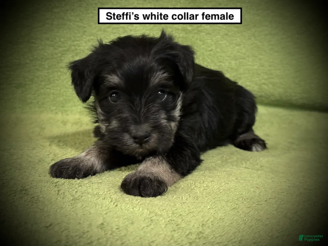 Miniature Schnauzer dogs for sale: AKC Steffi's White Collar Female - Ad 1