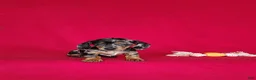 Miniature Dachshund dogs for sale: Brooklyn - Ad 8