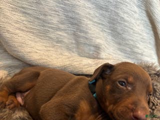 Doberman Pinscher dogs Phoenix - Ad 24