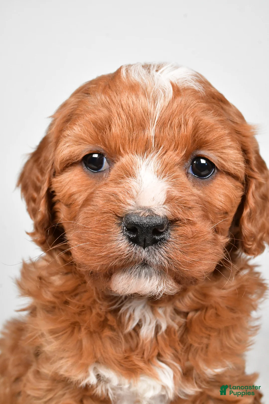 Mini Goldendoodle dogs for sale: Biscuit - Ad 3