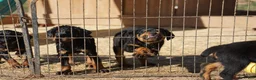 Rottweiler dogs for sale: Rottweiler F1 - Ad 3