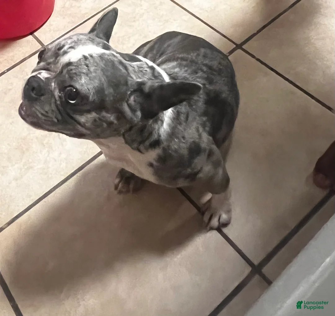 French Bulldog dogs for sale: French Bulldog 1 - Ad 1