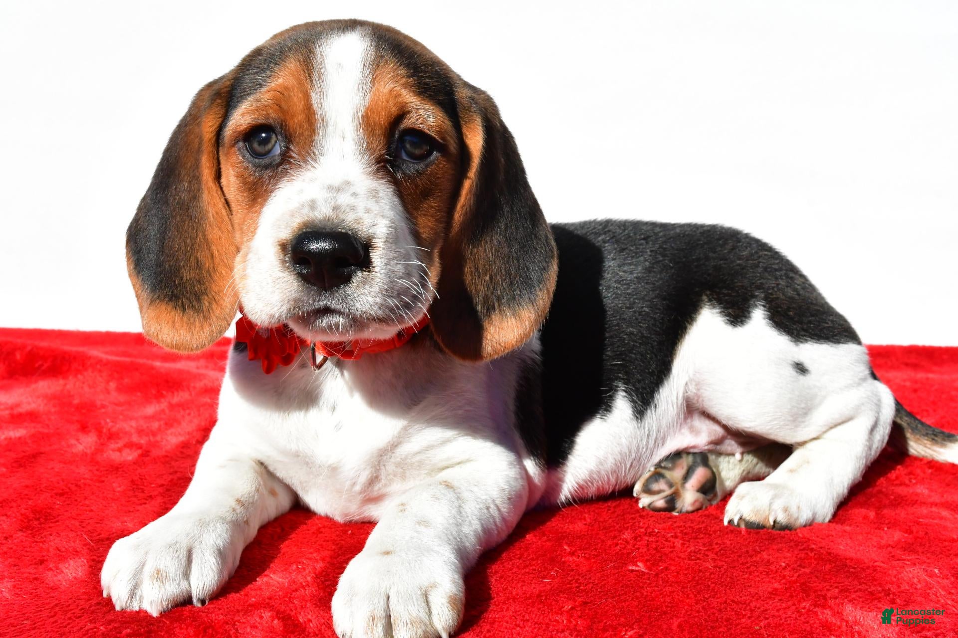 Beagle dogs for sale: Milly - Ad 1