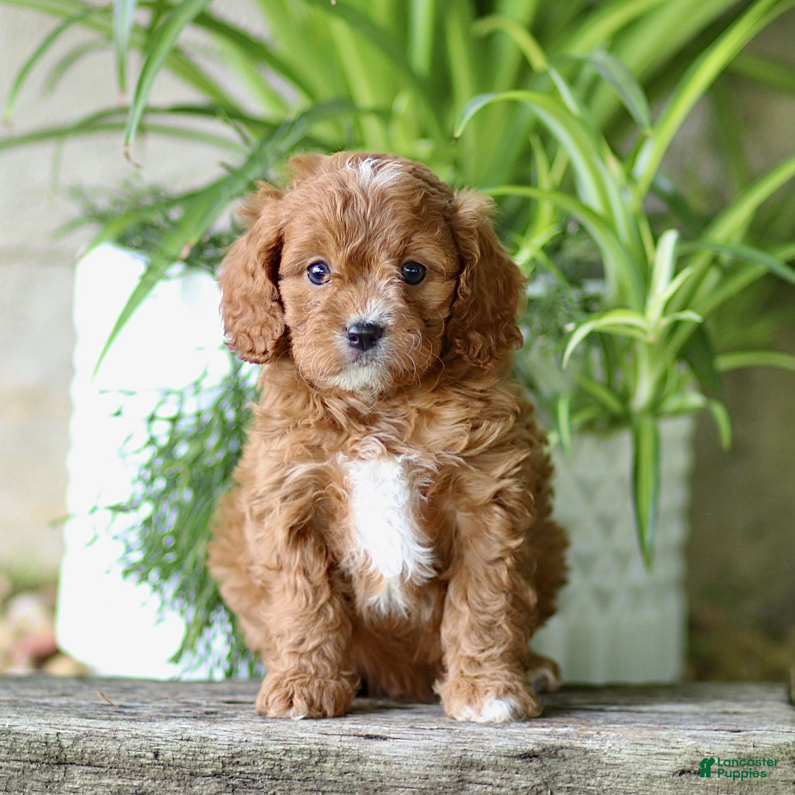Cavapoo dogs for sale: Cleo  - Ad 1