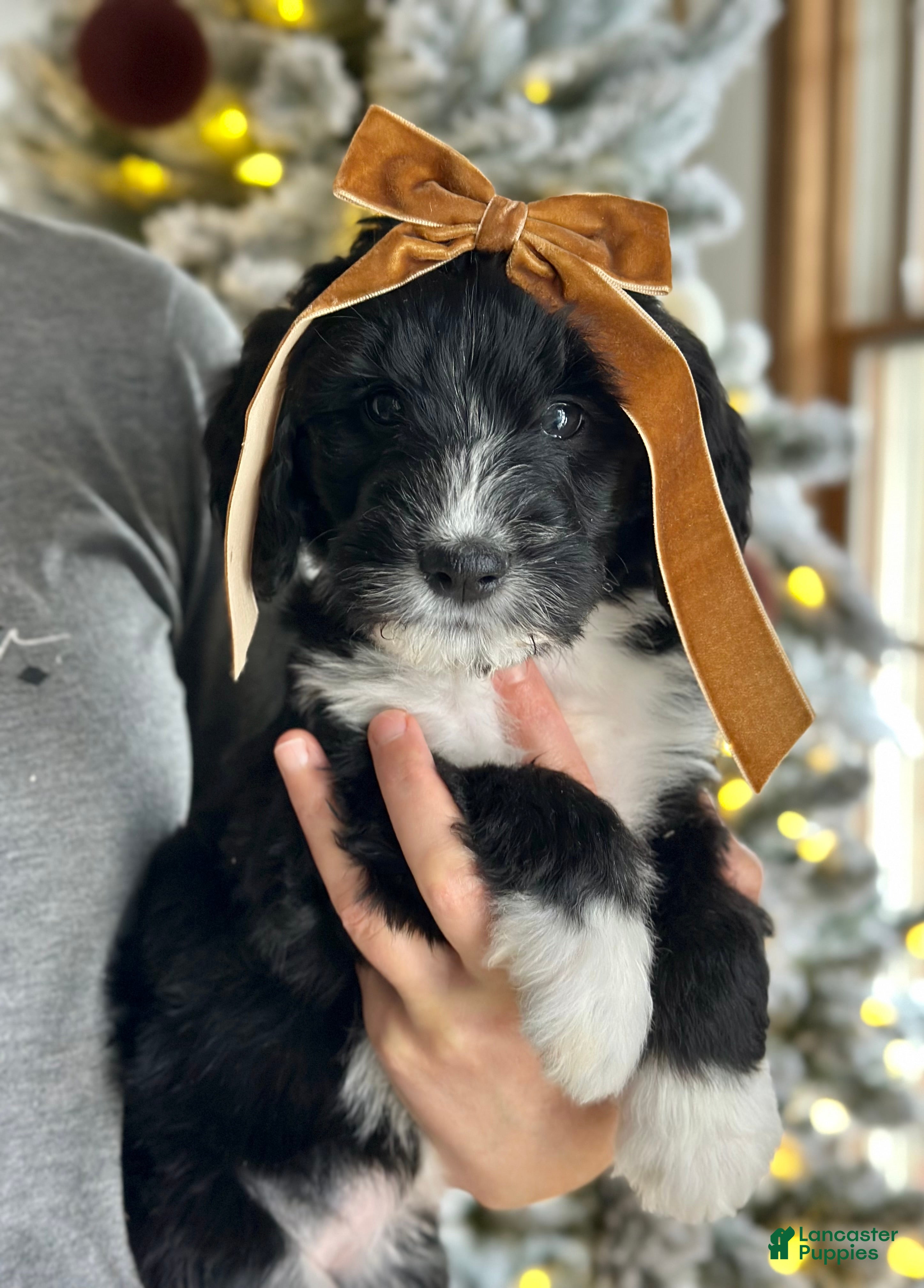 Bernedoodle dogs Knit  - Ad 27