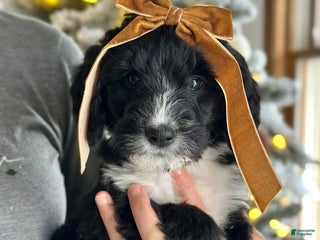 Bernedoodle dogs Knit - Ad 31