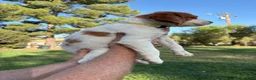 Brittany Spaniel dogs for sale: Brittany Spaniel 4 - Ad 10