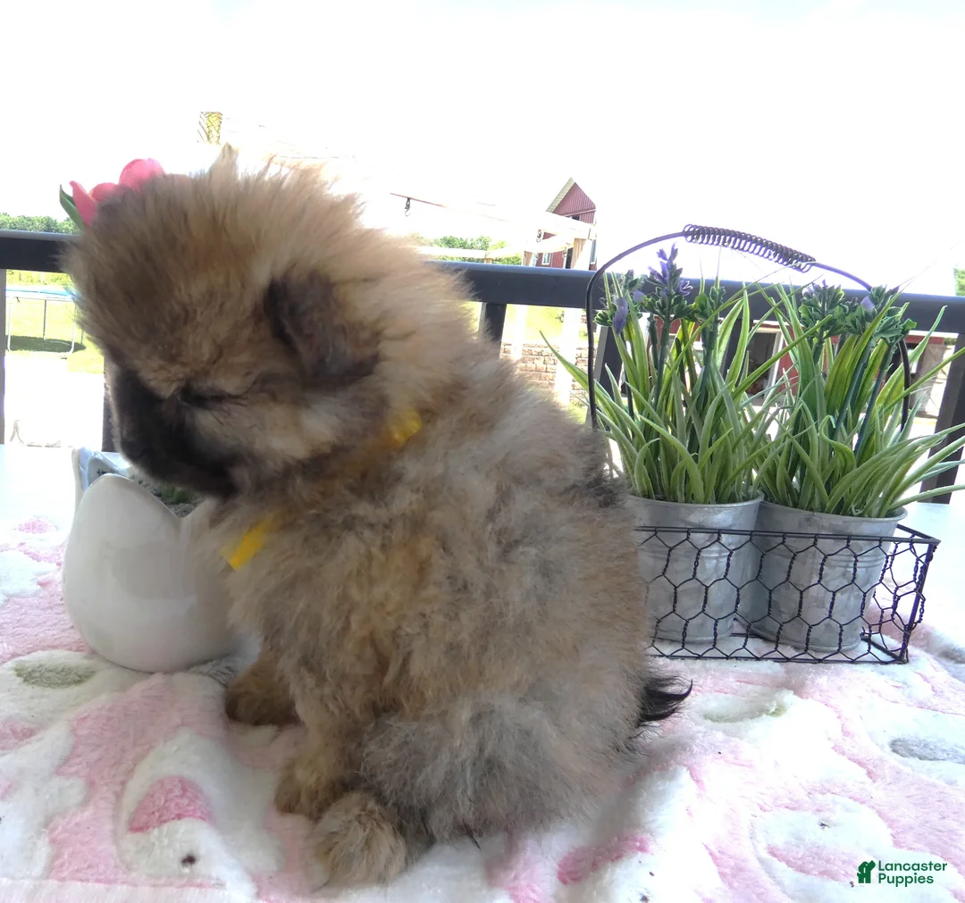 Pomeranian dogs for sale: Pomeranian 3 Veronica - Ad 2