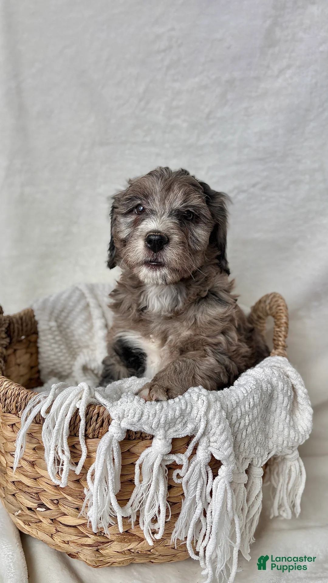 Bernedoodle dogs for sale: Bella - Ad 9