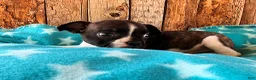 Frenchton dogs for sale: Mulberry - Ad 3