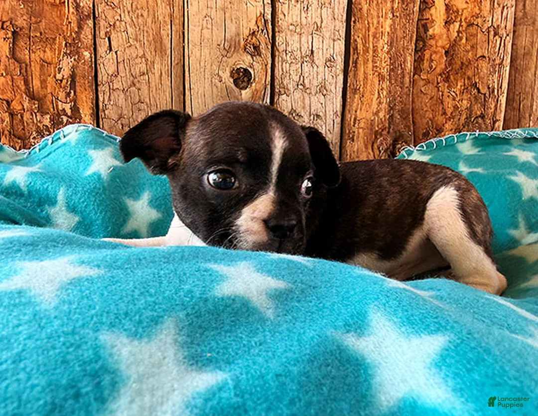 Frenchton dogs for sale: Mulberry - Ad 3