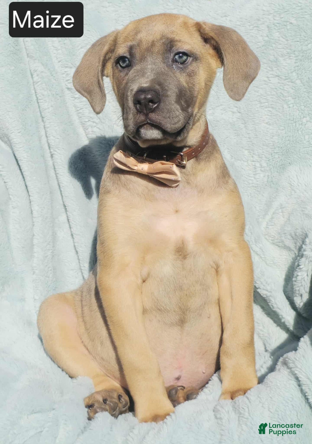 Cane Corso Puppies for sale Lancaster Puppies