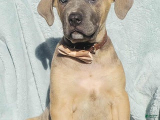 Cane Corso dogs - Ad 22