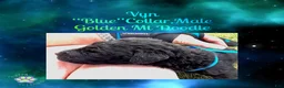 Mixed Breed dogs for sale: ⭐ Vyn — Blue Collar • Male Golden Mt Doodle - Ad 6