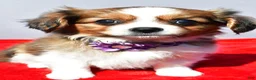 Mixed Breed dogs for sale: Sierra - Ad 8