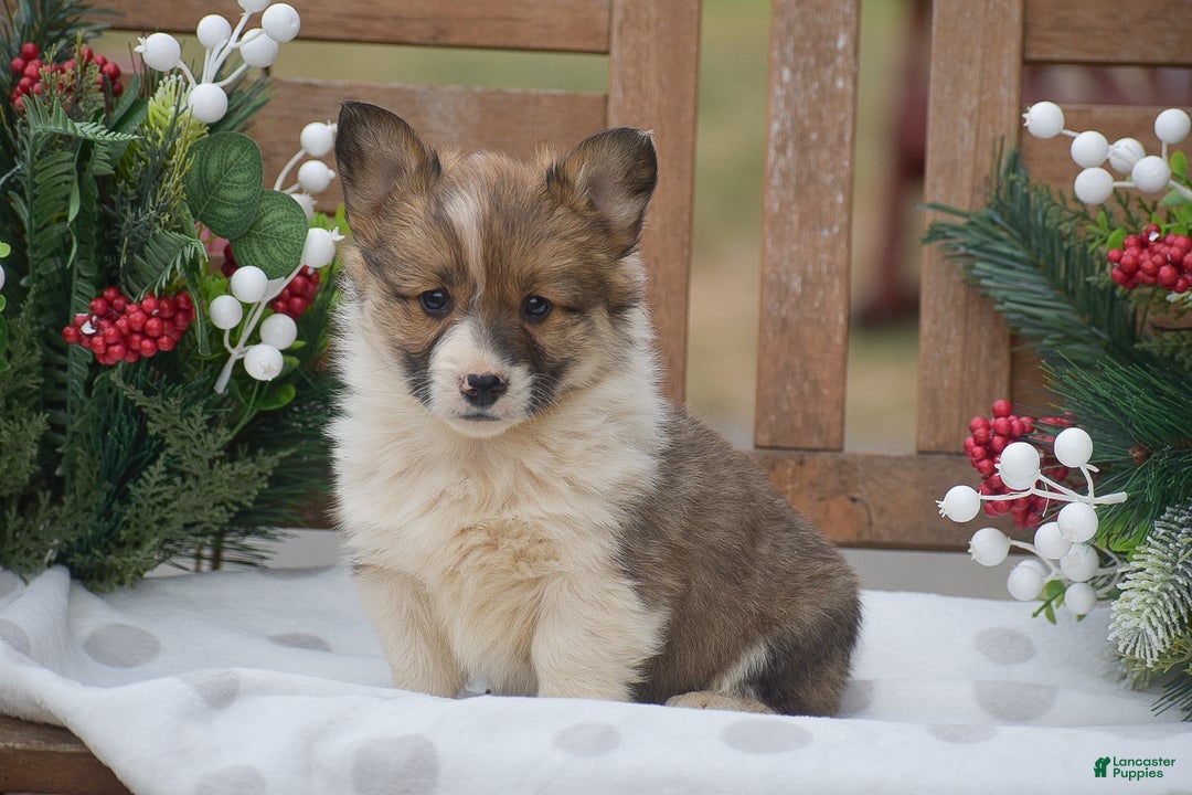 Welsh Corgi Pembroke dogs for sale: Maybelline - Ad 1