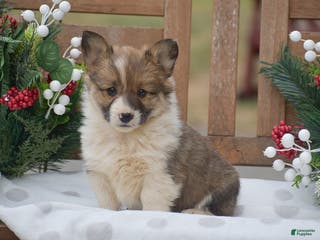 Welsh Corgi Pembroke dogs Maybelline - Ad 31