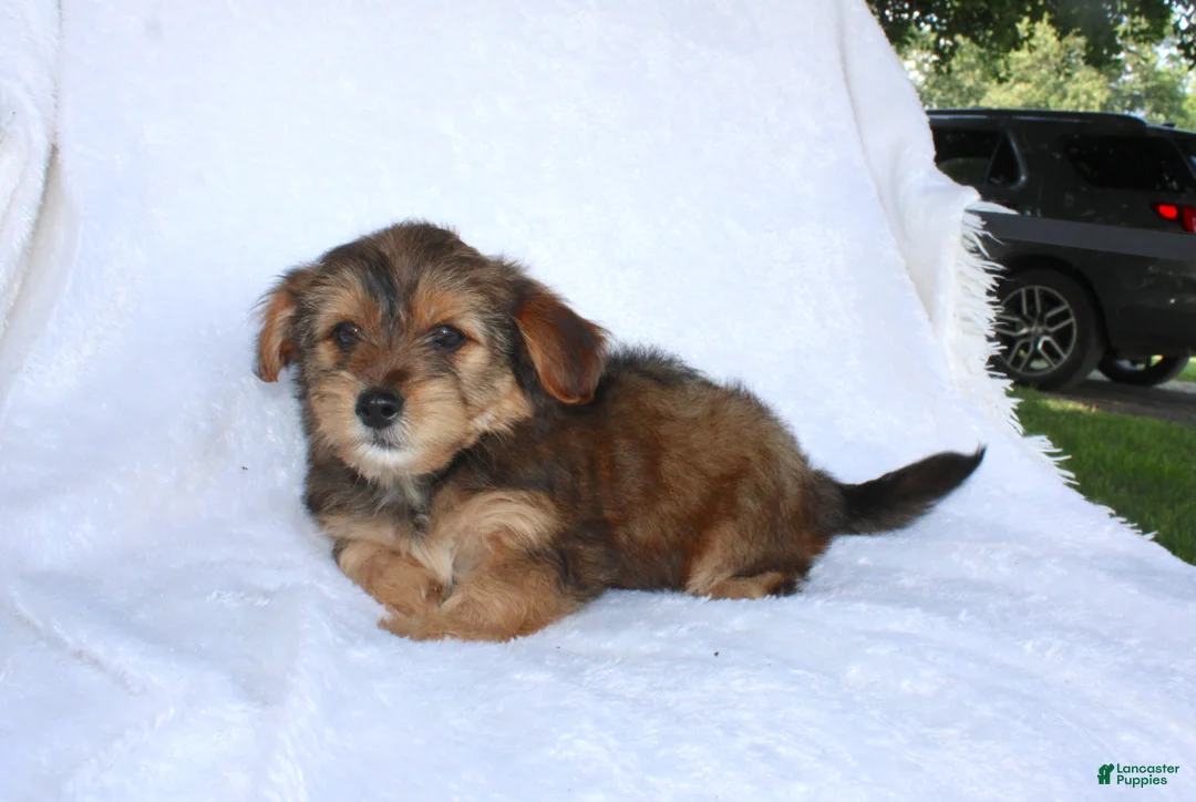 Yorkiepoo dogs for sale: Eddie - Ad 6