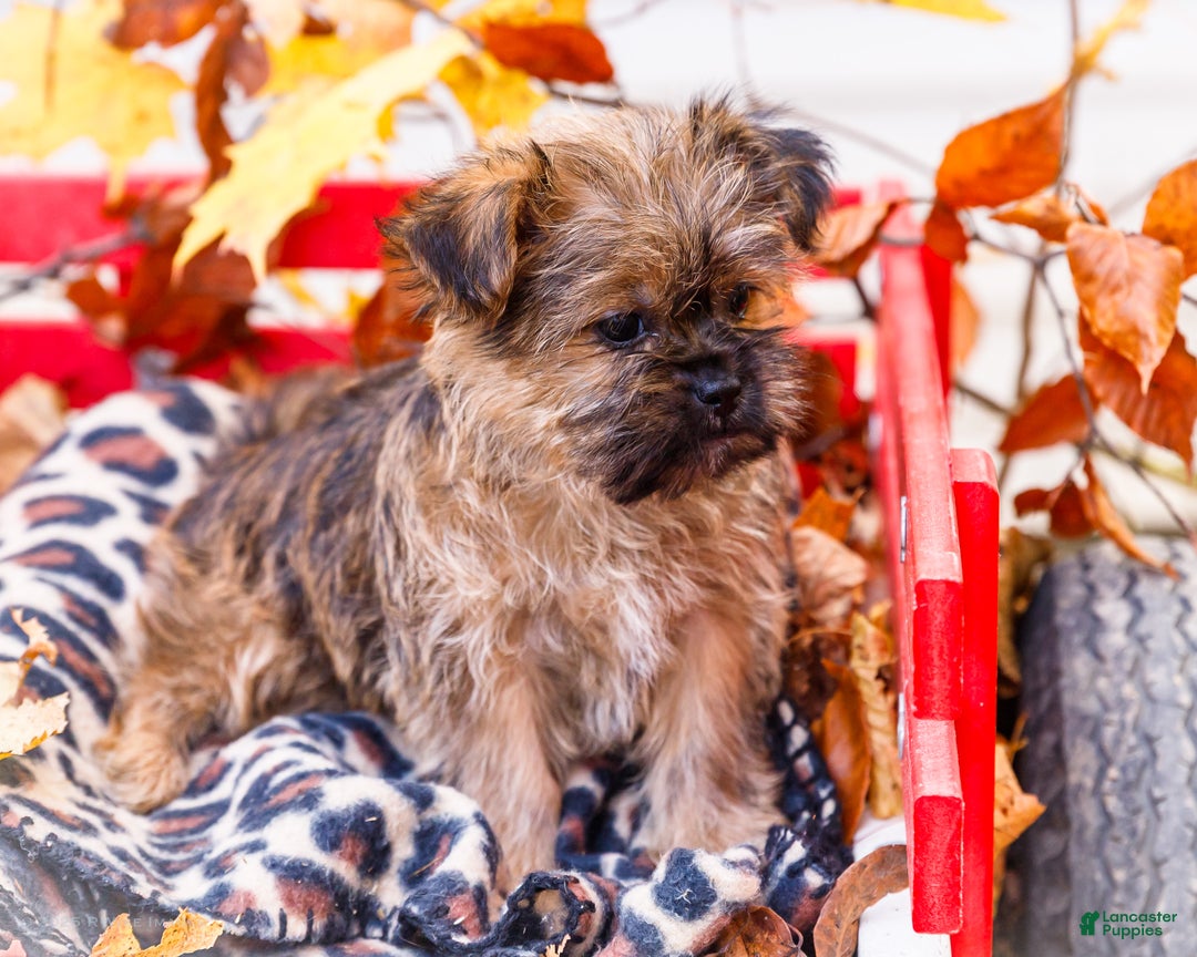 Shorkie dogs for sale: Lanae - Ad 9