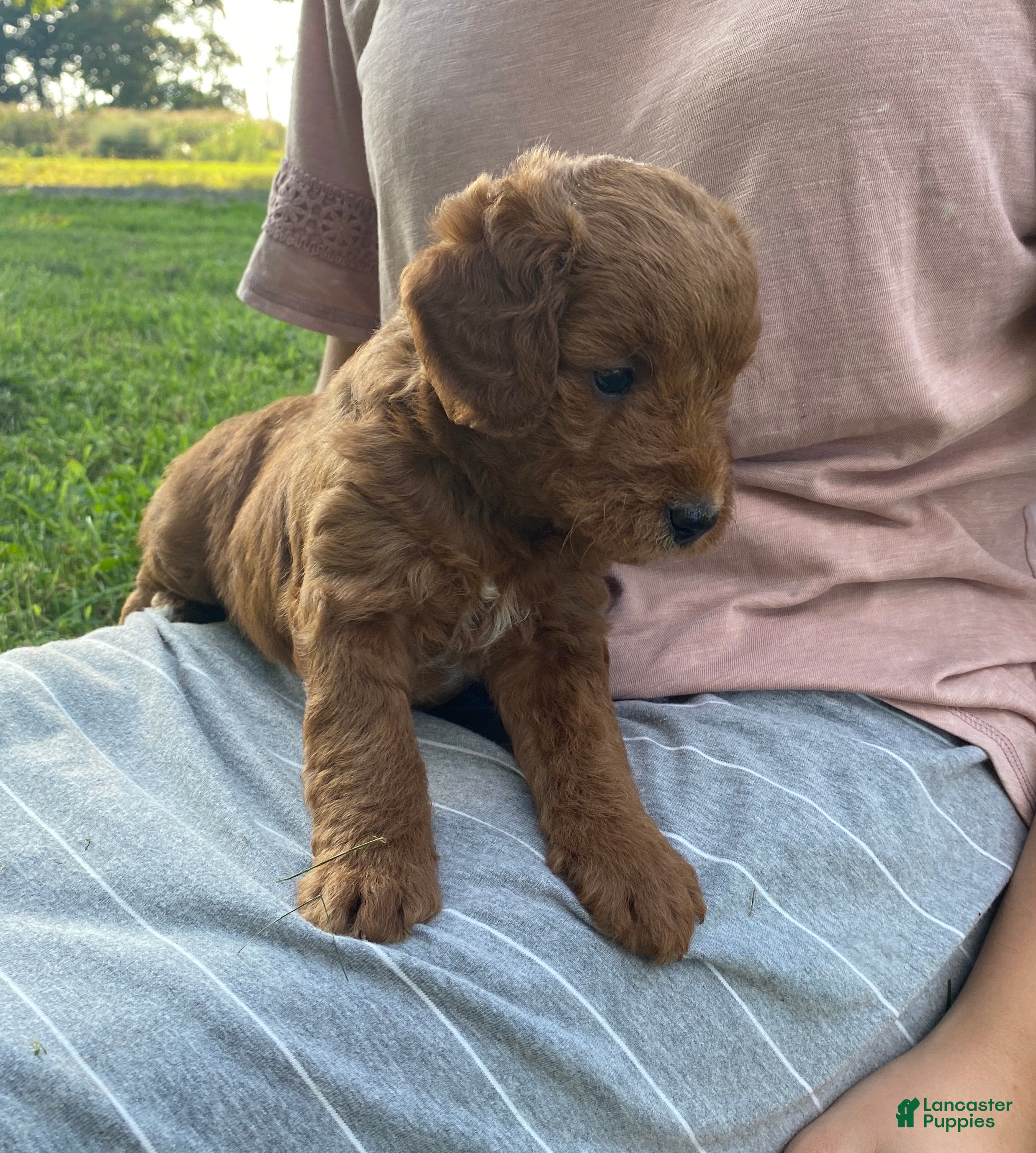 Miniature Labradoodle dogs London-mini red F1b - Ad 2