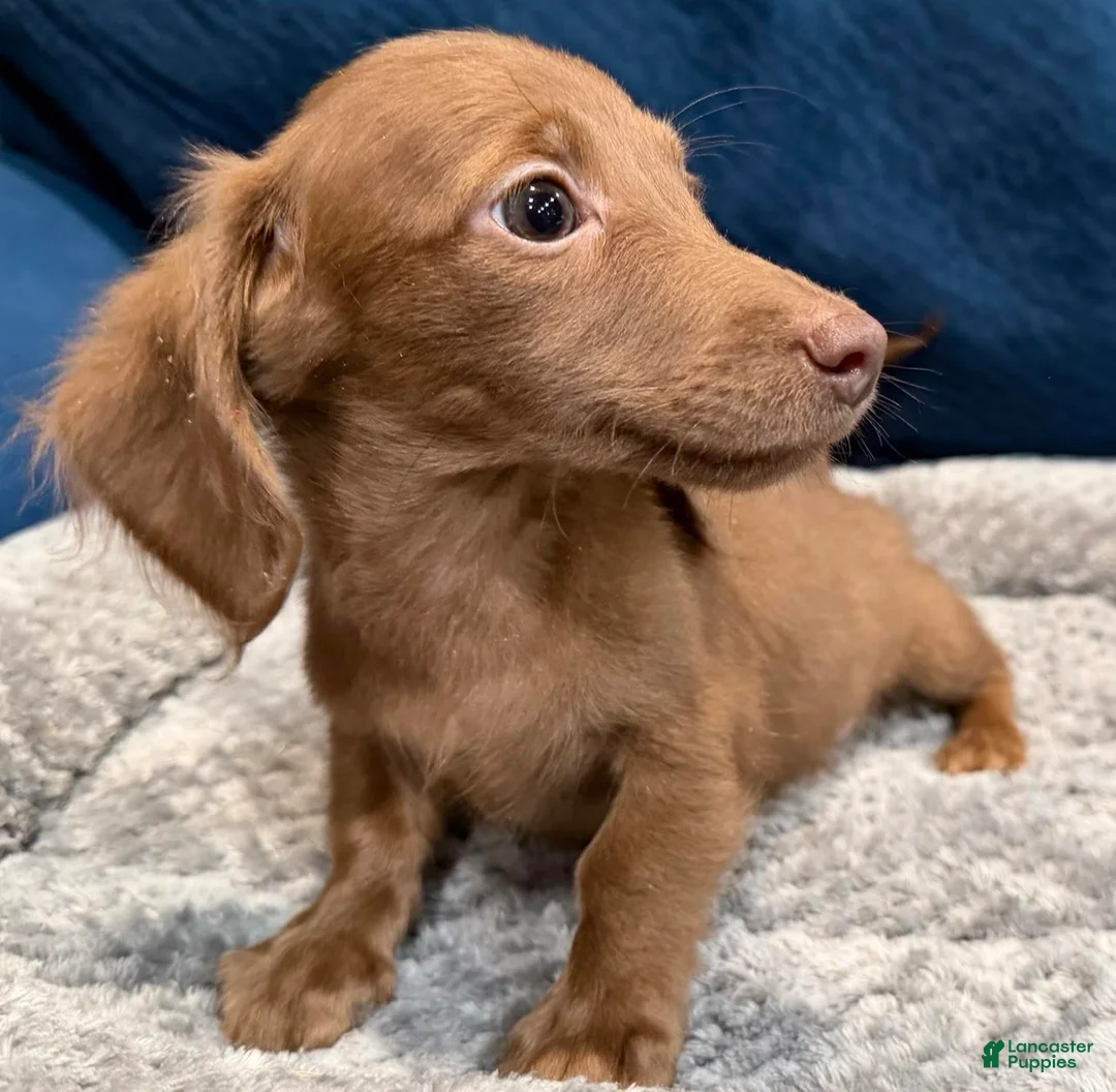 Dachshund dogs for sale: Dezi  - Ad 2