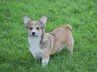 Welsh Corgi Pembroke dogs - Ad 42