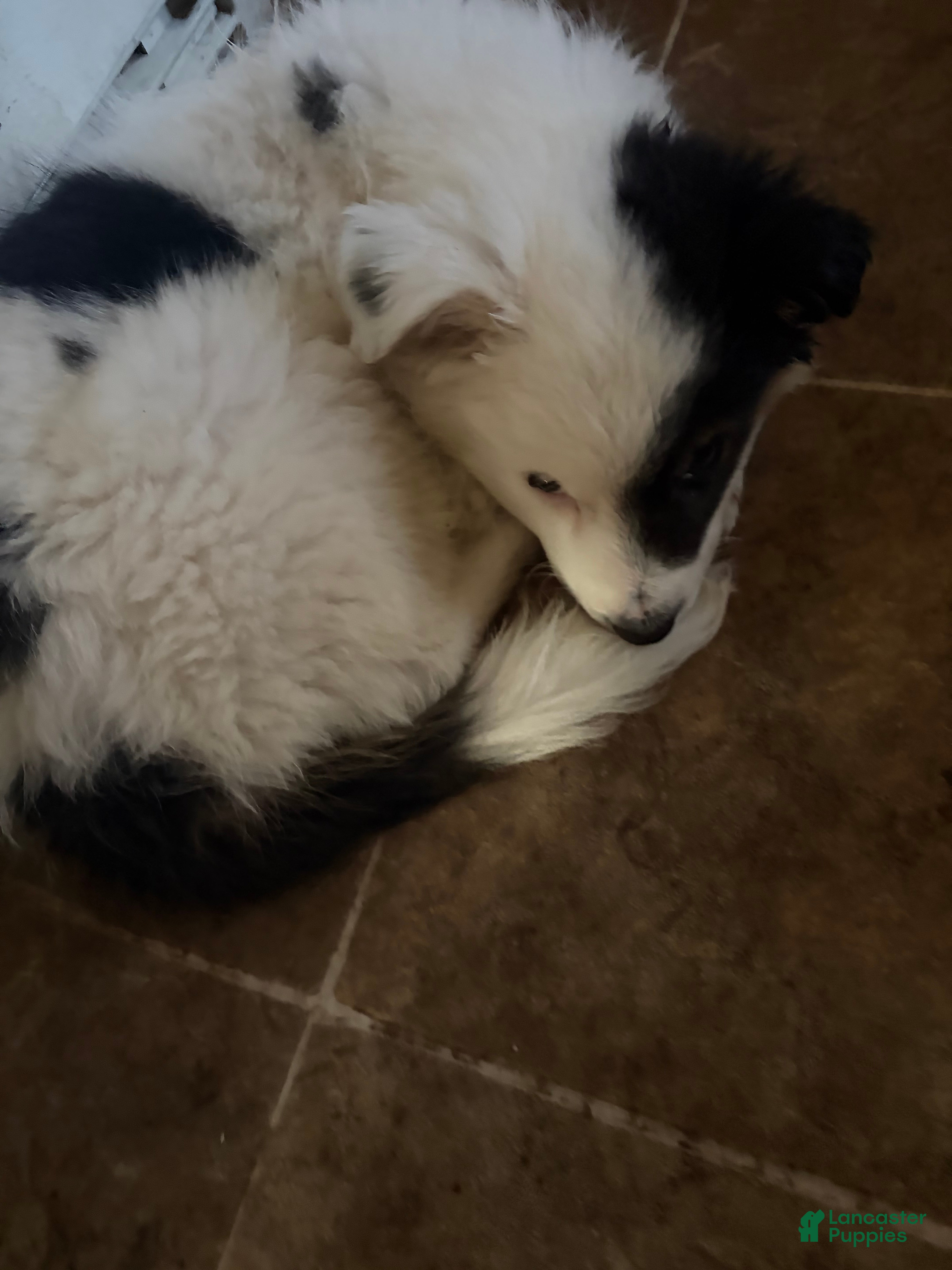 Border Collie dogs for sale: Border Collie 1 - Ad 23