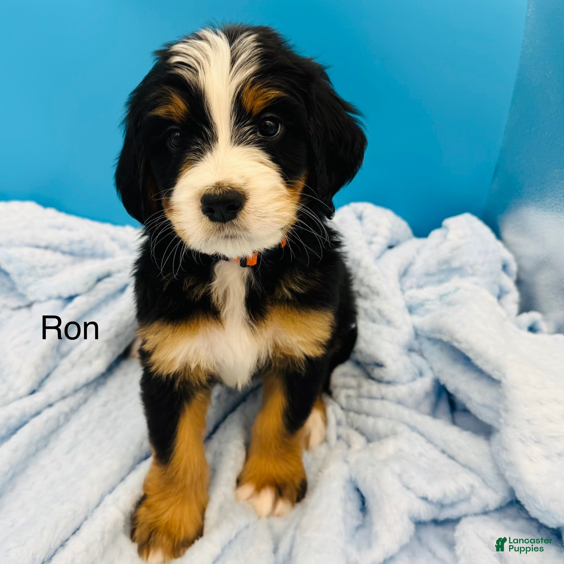 Bernedoodle dogs Bernedoodle Puppy 4 - Ad 2