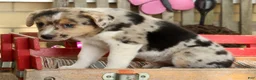 Australian Shepherd dogs for sale: Twilight - Ad 6
