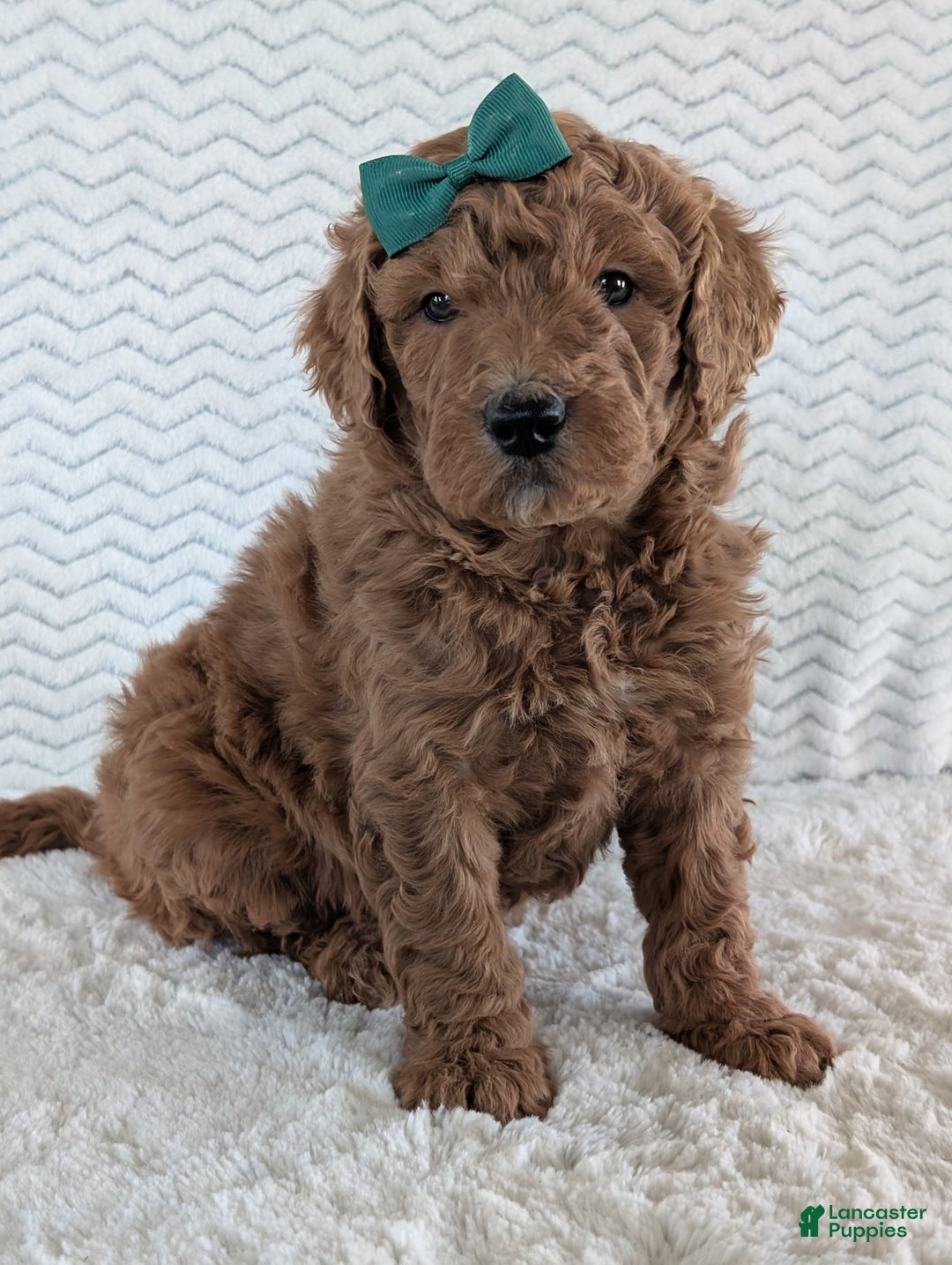 Goldendoodle dogs for sale: Teddy - Ad 1