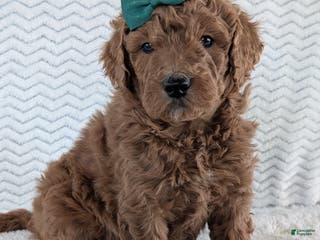 Goldendoodle dogs Teddy - Ad 1