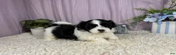 Shihpoo dogs for sale: Shihpoo 1 - Ad 2