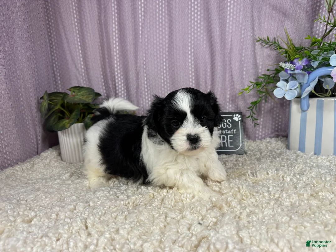 Shihpoo dogs for sale: Shihpoo 1 - Ad 2