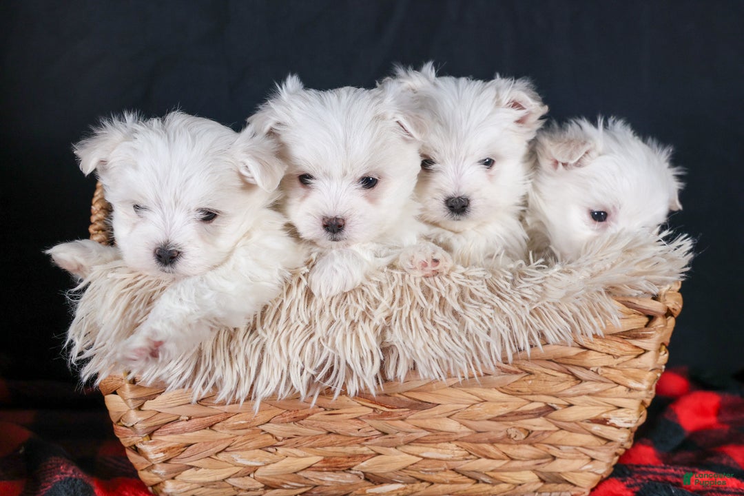 Maltese dogs for sale: ANDREW - Ad 2