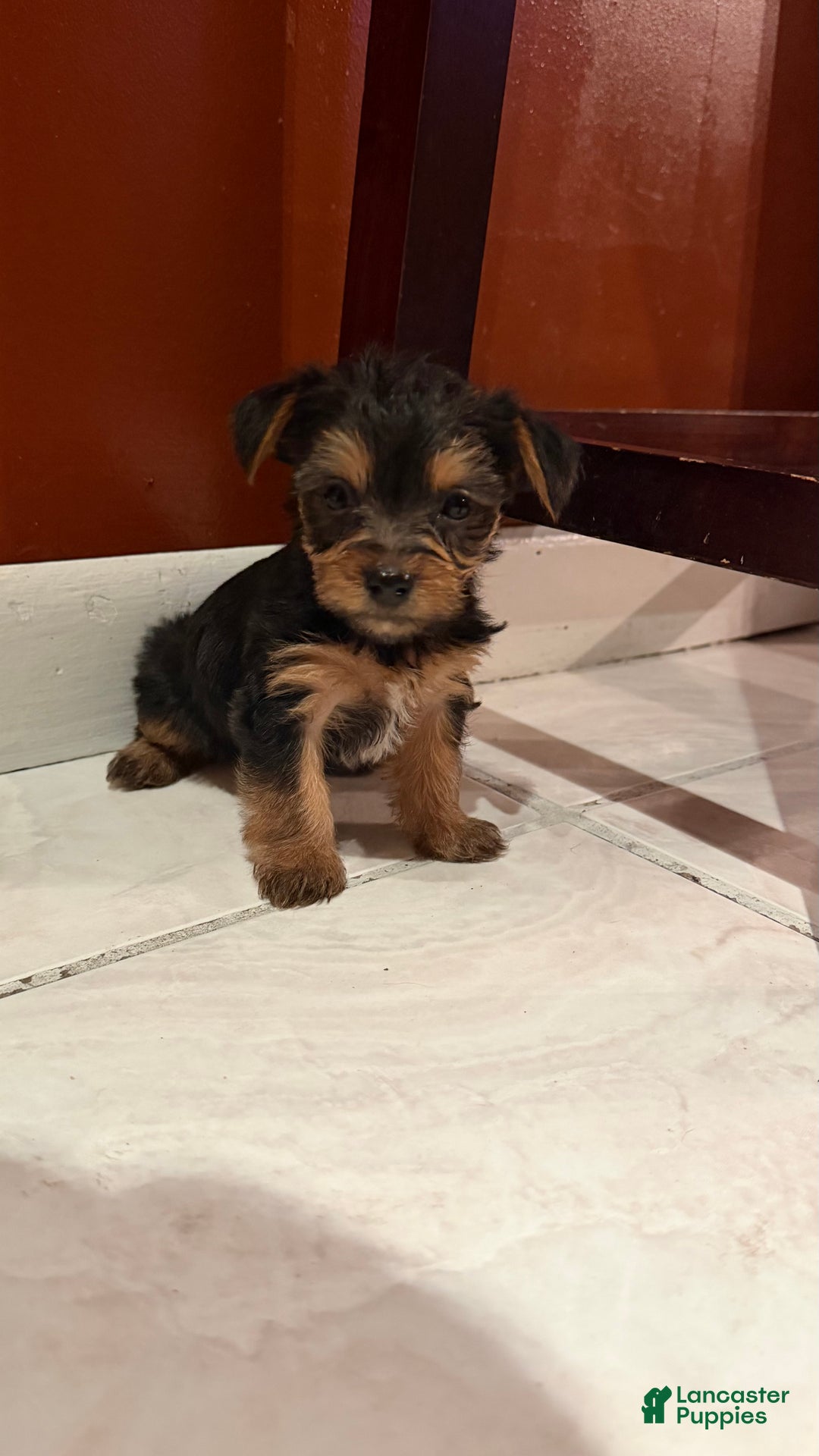 Yorkshire Terrier dogs for sale: Yorkshire Terrier Puppy 1 - Ad 4