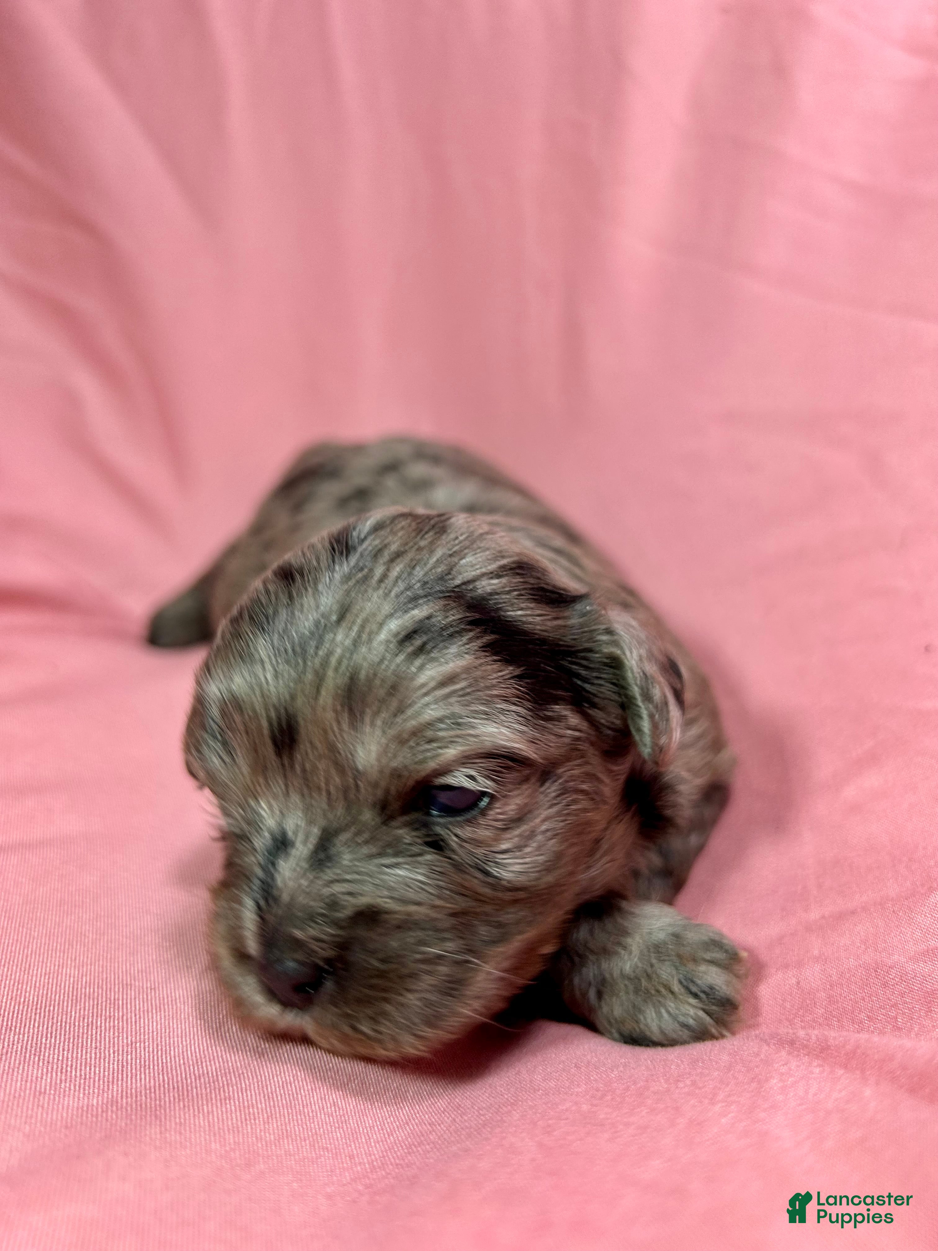 Cavapoo dogs Aiko - Ad 1