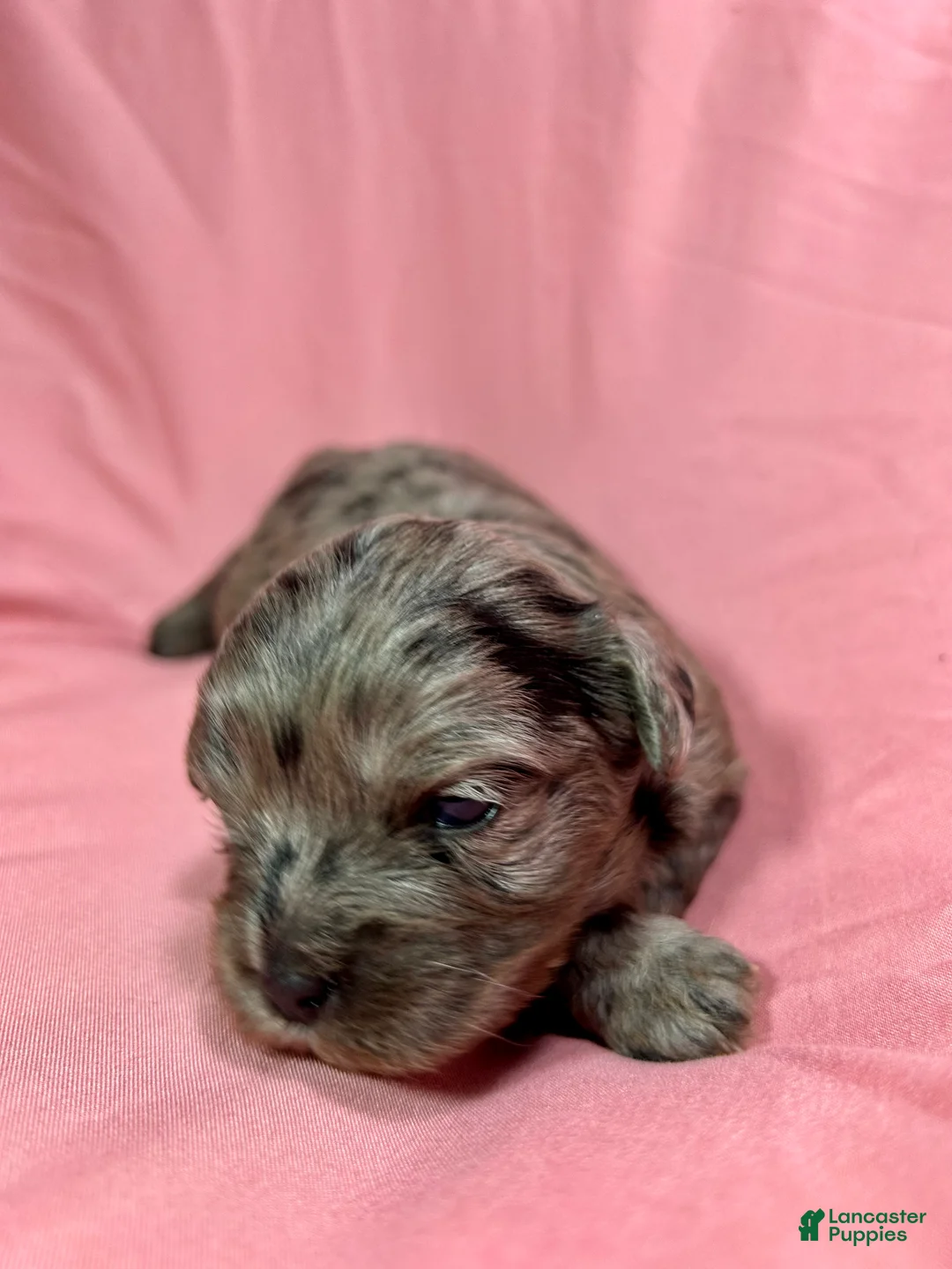 Cavapoo dogs for sale: Aiko - Ad 1