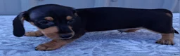 Miniature Dachshund dogs for sale: Axel - Ad 5