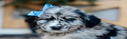 Mixed Breed dogs for sale: Cleo Golden Retriever/Jug Puppy - Ad 4
