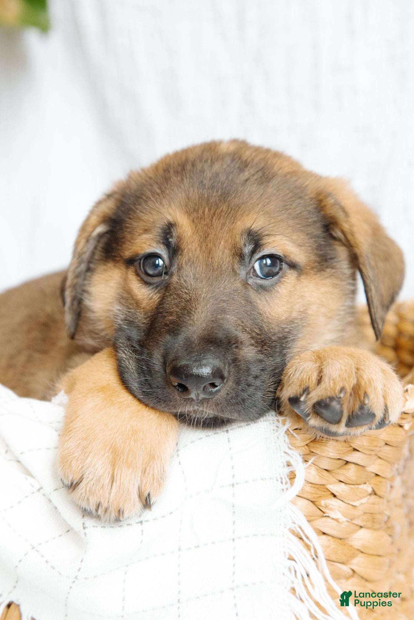 Mixed Breed dogs for sale: Bruno - Ad 1