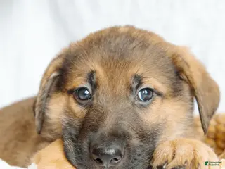 Mixed Breed dogs for sale: Bruno - Ad 1