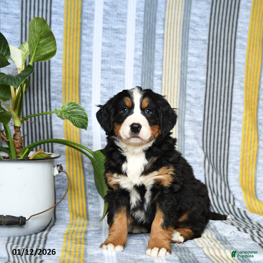 Bernese Mountain Dog dogs Bear - Ad 33