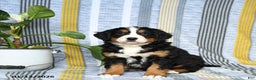 Bernese Mountain Dog dogs for sale: Bear - Ad 1