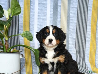 Bernese Mountain Dog dogs Bear - Ad 35