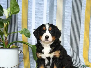 Bernese Mountain Dog dogs Bear - Ad 35